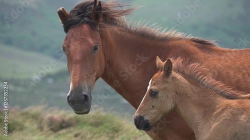 A mare and her foal facing the mountain wind in slow motion - 196
