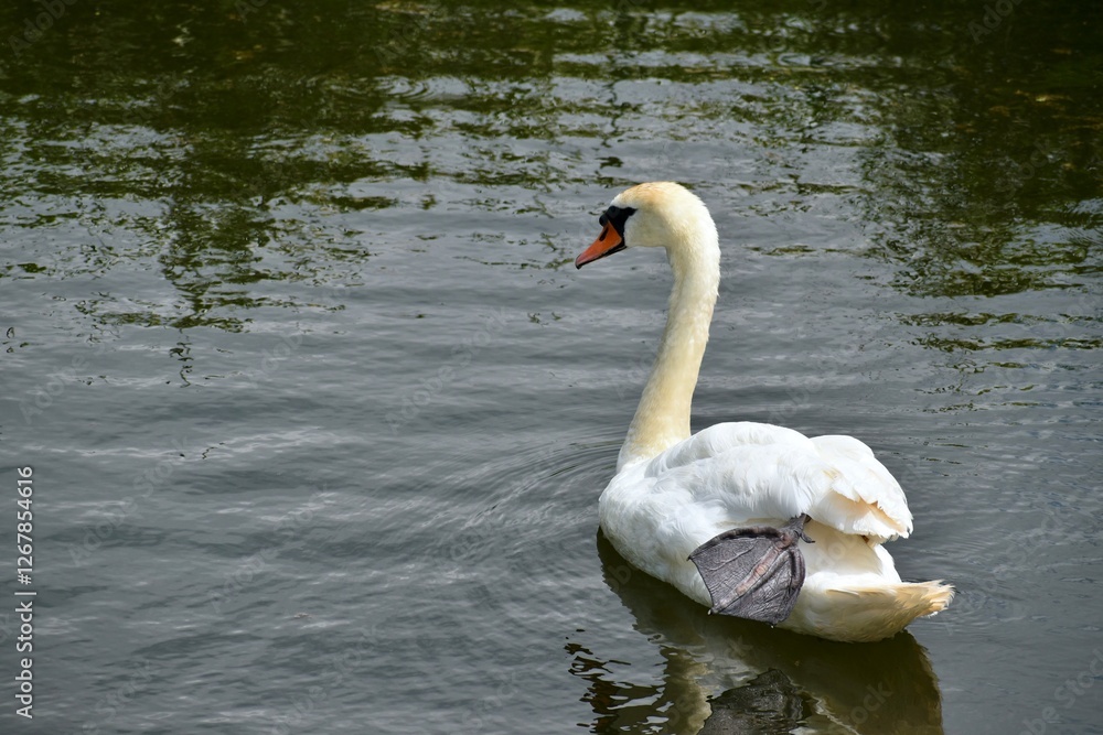 Mute swan on the water, West Midlands, England, UK Mute swan on the water, West Midlands, England, UK