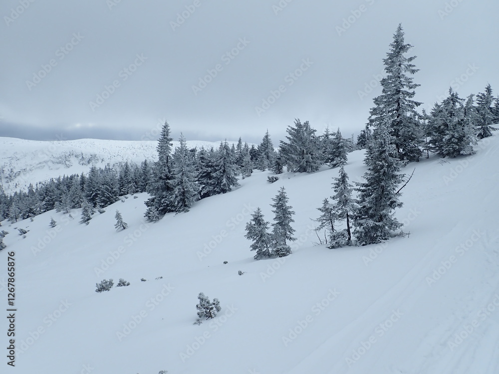 Fototapeta premium krkonose mountains in winter with snow