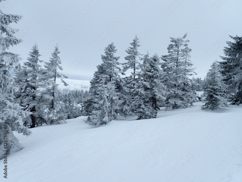 Naklejka premium krkonose mountains in winter with snow