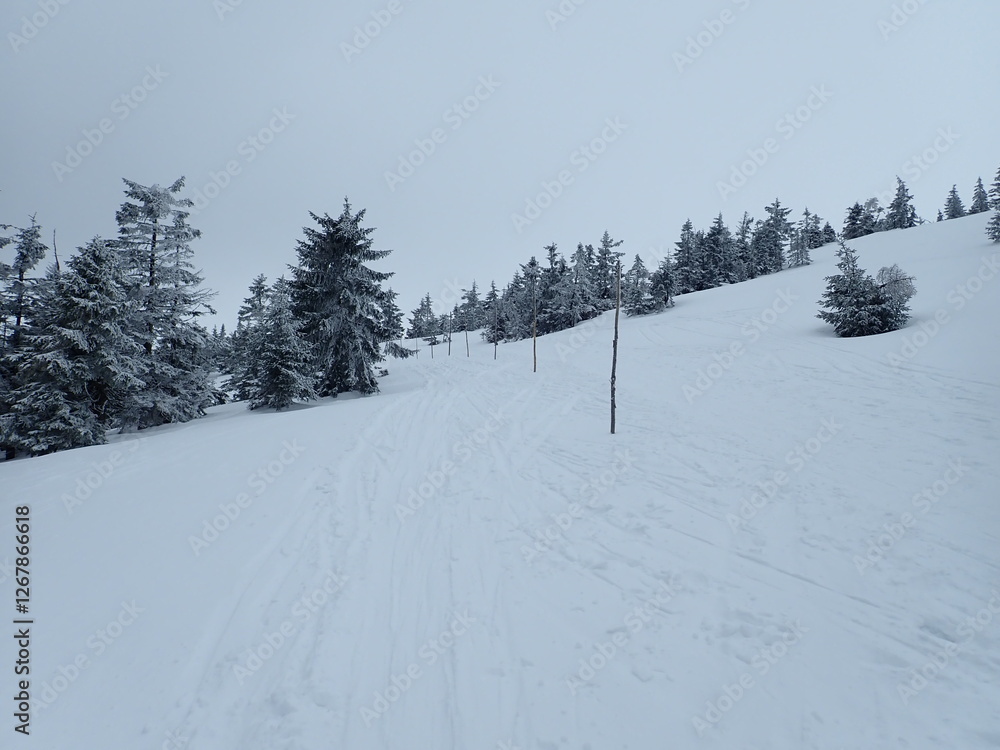 Fototapeta premium krkonose mountains in winter with snow