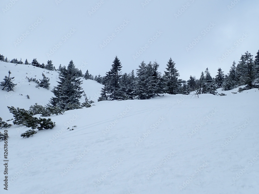 Obraz premium krkonose mountains in winter with snow