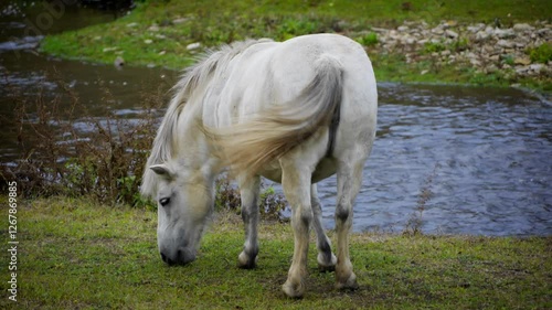 Pony horse grazing on meadow in farm, white horse on ranch