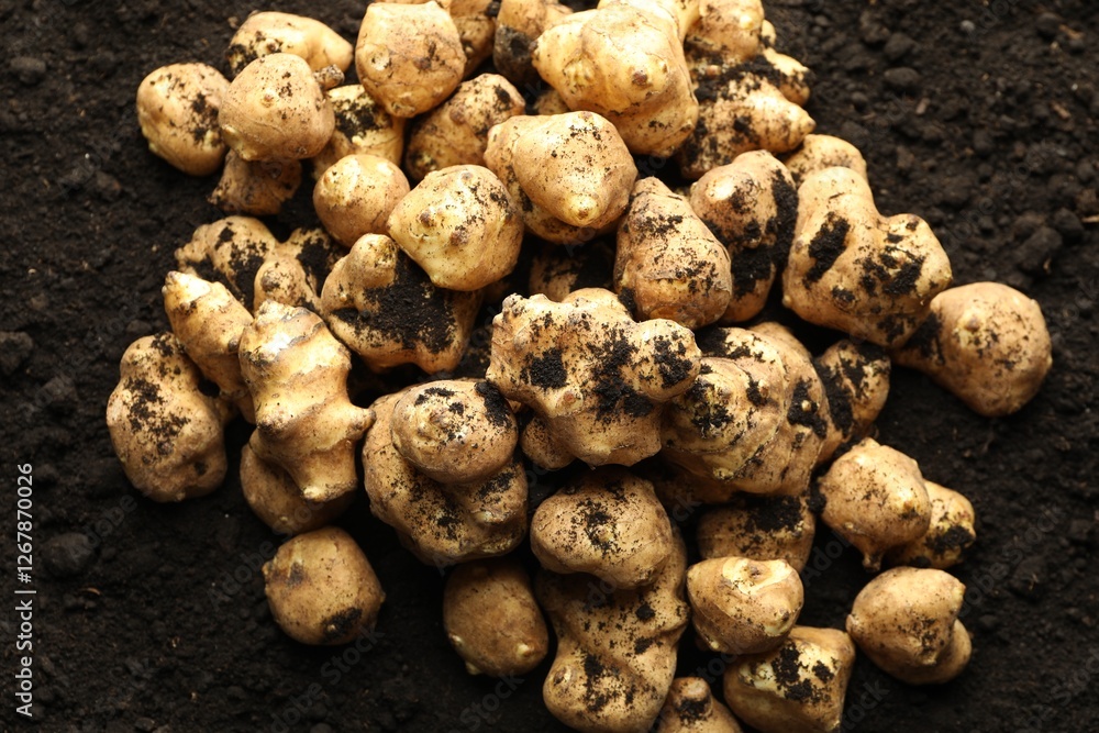 Many raw Jerusalem artichokes on soil, top view. Root vegetable Many raw Jerusalem artichokes on soil, top view. Root vegetable