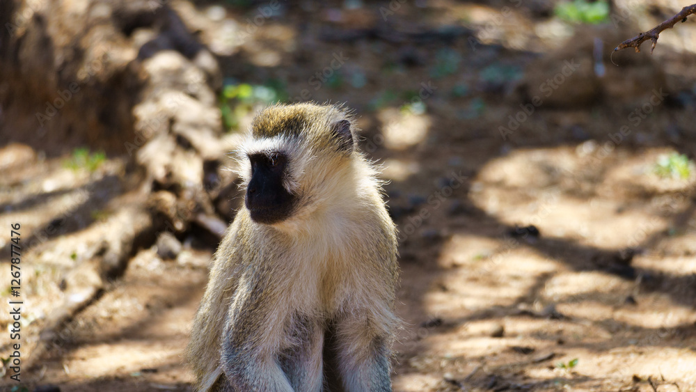 Obraz premium A Curious Baboon Exploring its Natural Habitat in the Heart of Africas Wild Landscape Tarangire National Park Tanzania Africa