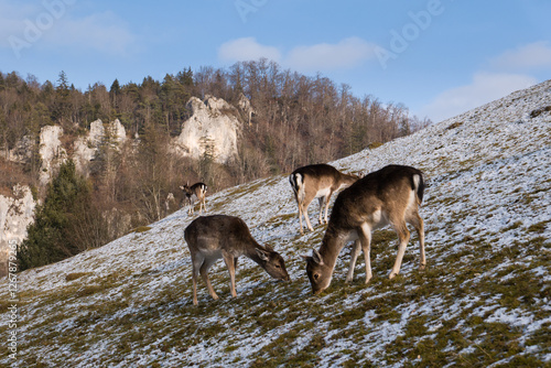 Rehe im Oberen Donautal bei Thiergarten im Landkreis Sigmaringen auf der Schwäbischen Alb (Hohenzollern) photo