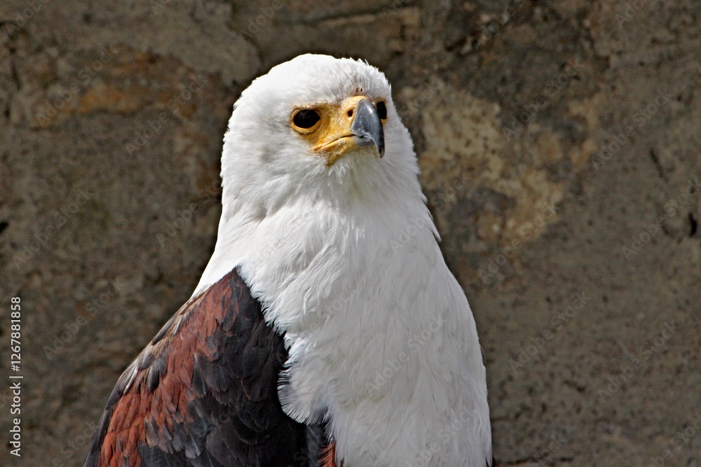 Adler Eagle Adler Eagle