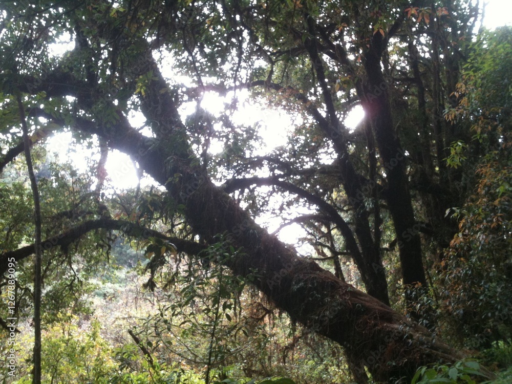 Fototapeta premium Shadow under the big tree spreading branches covering the sky