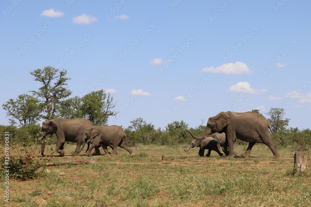 Fototapeta premium Afrikanischer Elefant / African elephant / Loxodonta africana