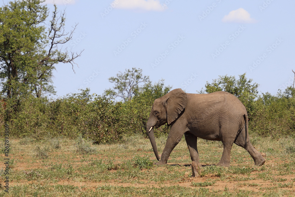 Fototapeta premium Afrikanischer Elefant / African elephant / Loxodonta africana