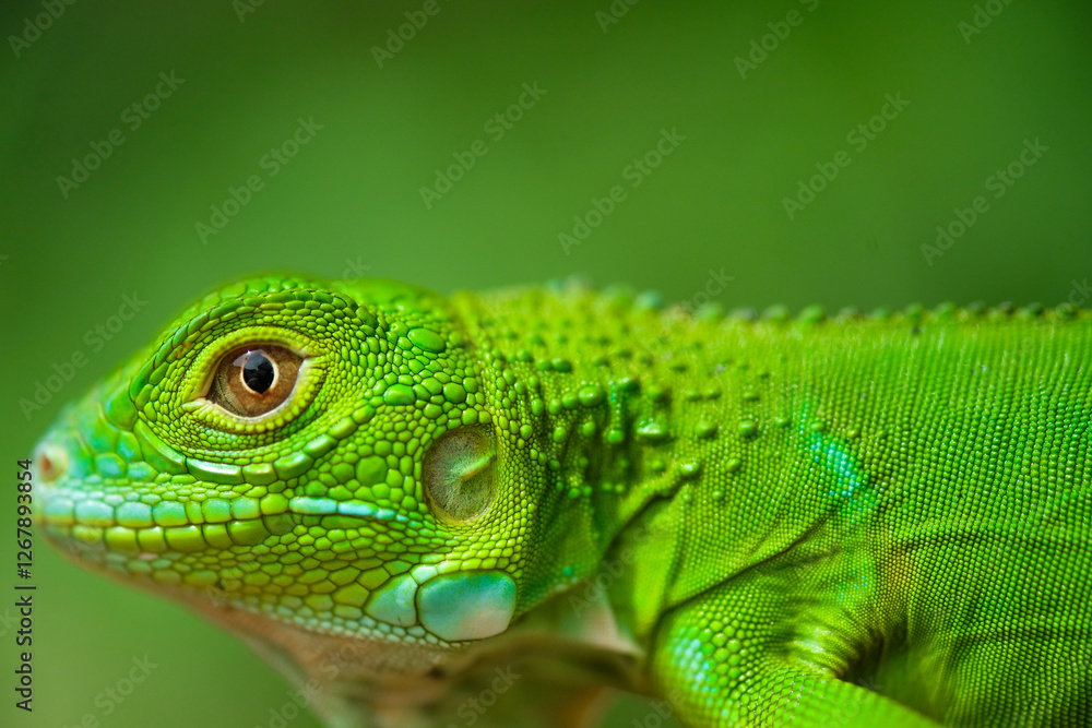 Fototapeta premium Macro Photography 