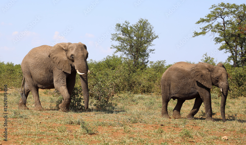 Fototapeta premium Afrikanischer Elefant / African elephant / Loxodonta africana