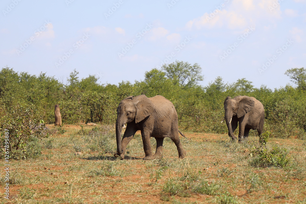 Fototapeta premium Afrikanischer Elefant / African elephant / Loxodonta africana