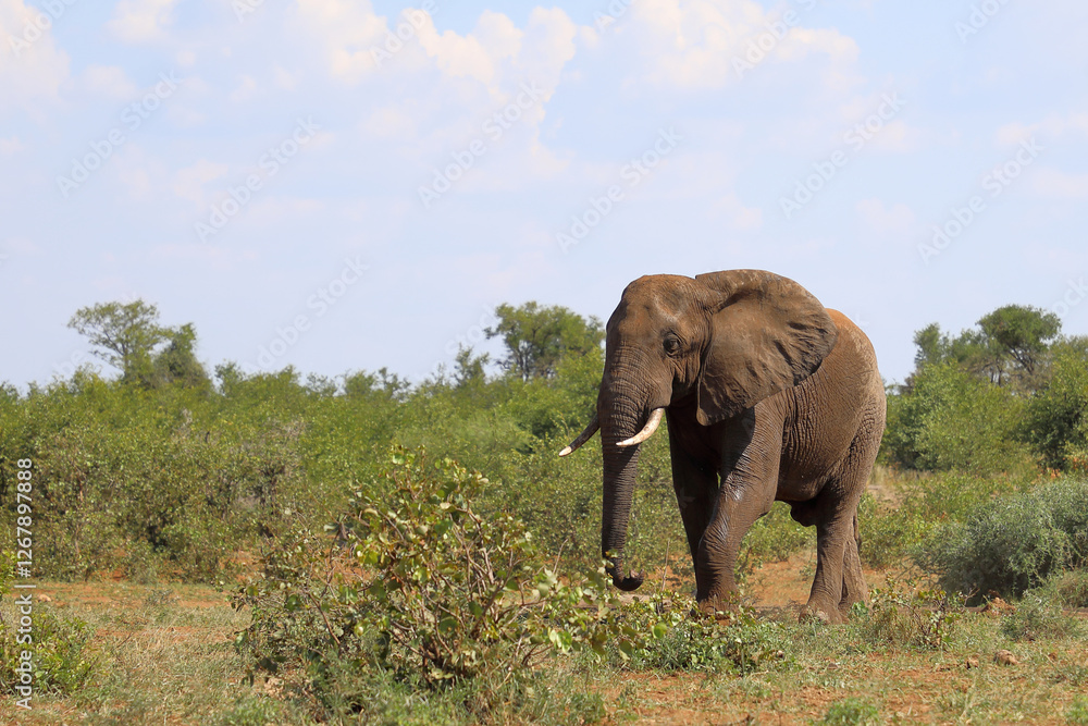 Fototapeta premium Afrikanischer Elefant / African elephant / Loxodonta africana
