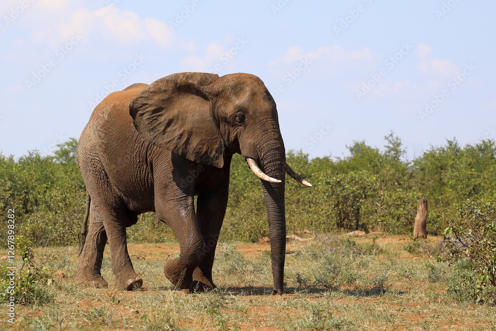 Obraz premium Afrikanischer Elefant / African elephant / Loxodonta africana