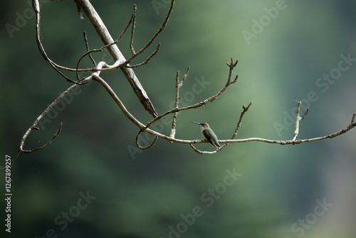 Ruby Throated Hummingbird (Archilochus colubris) on a Tree Branch photo