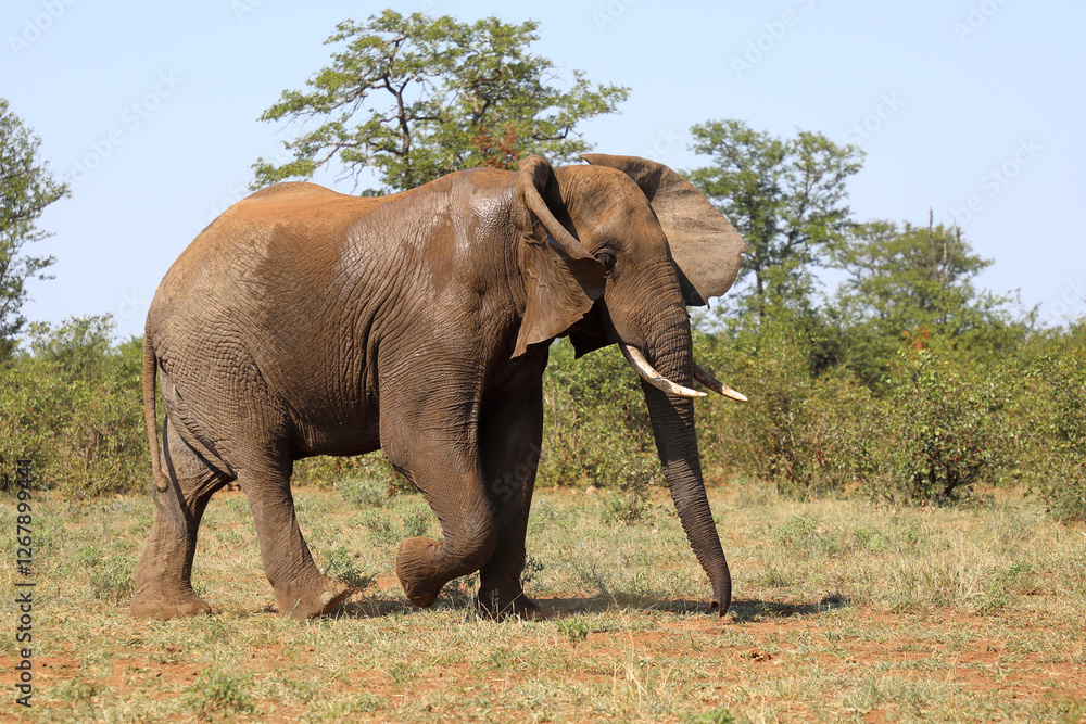 Fototapeta premium Afrikanischer Elefant / African elephant / Loxodonta africana