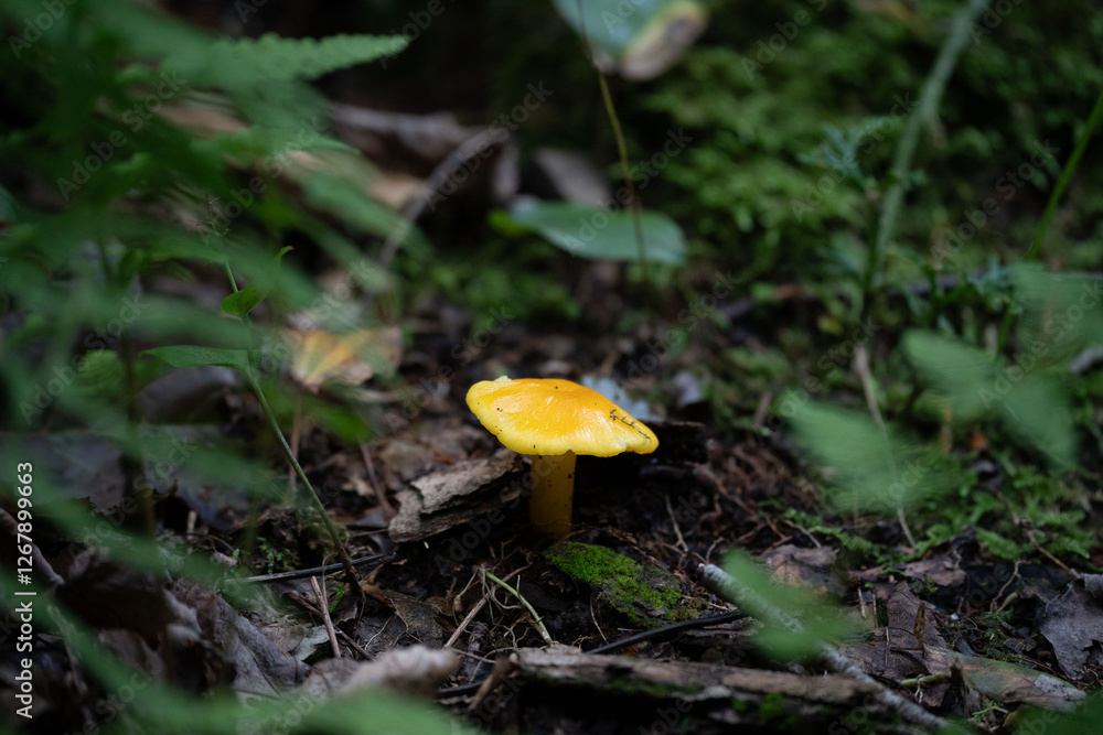 Golden waxy cap mushroom, Hygrocybe flavescens, on the forest floor with moss Golden waxy cap mushroom, Hygrocybe flavescens, on the forest floor with moss