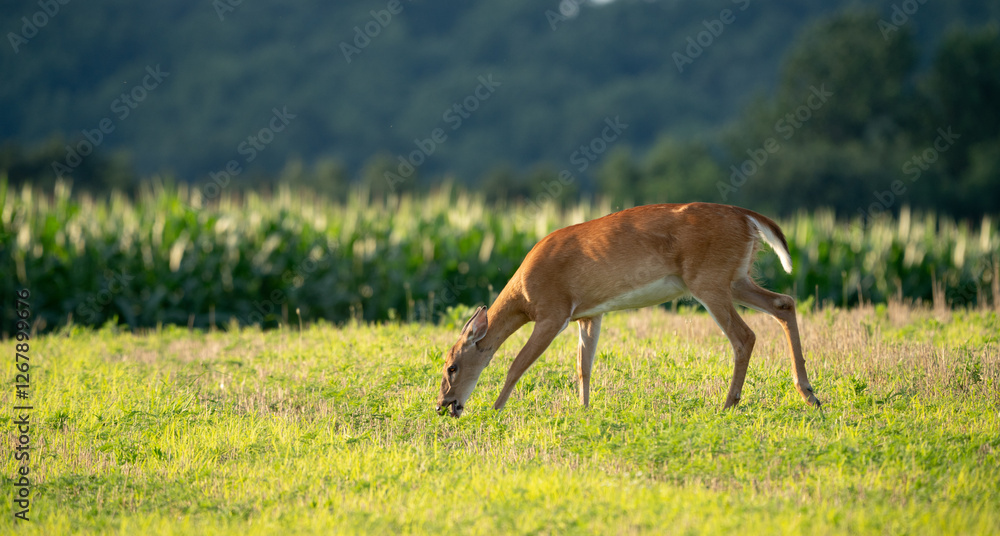Key deer (Odocoileus virginianus clavium) grazing in a green field Key deer (Odocoileus virginianus clavium) grazing in a green field