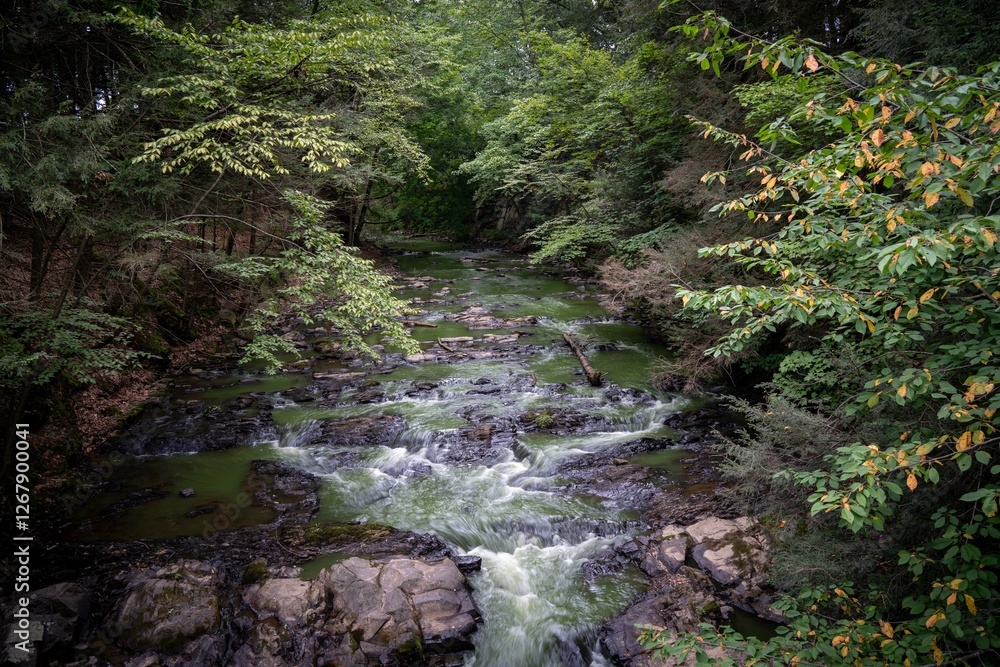 Lush green forest with a clear stream flowing over rocks. Lush green forest with a clear stream flowing over rocks.