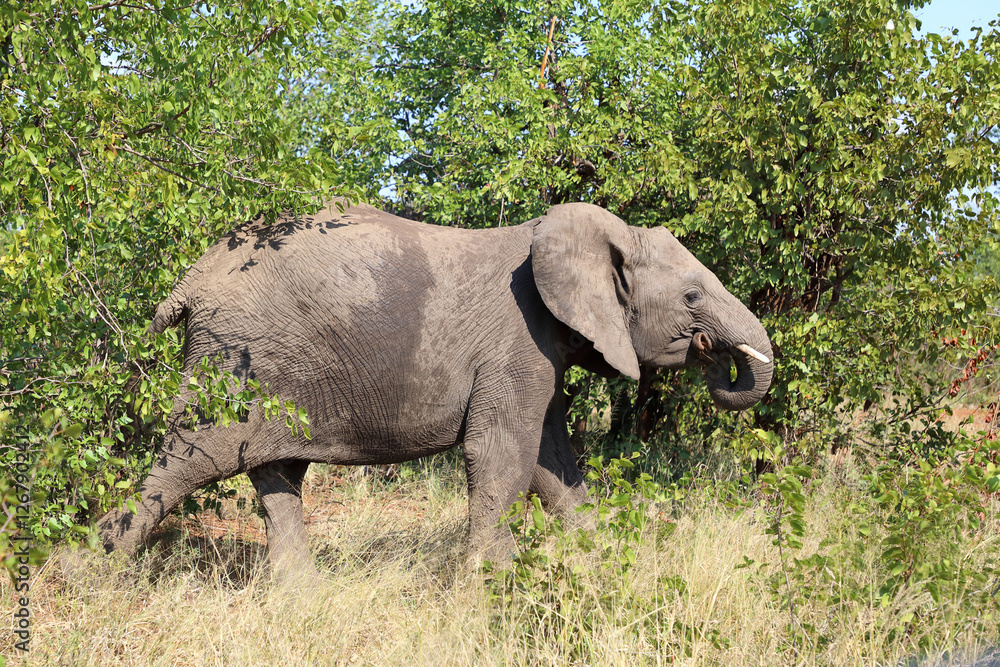 Fototapeta premium Afrikanischer Elefant / African elephant / Loxodonta africana