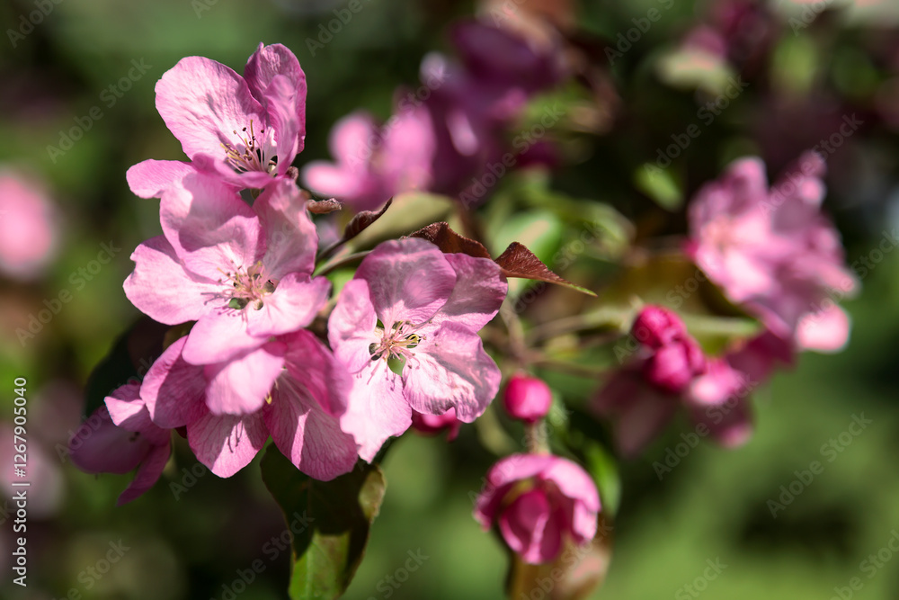 Pink apple tree flowers close-up