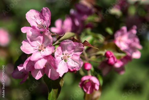 Obraz na płótnie Pink apple tree flowers close-up w salonie