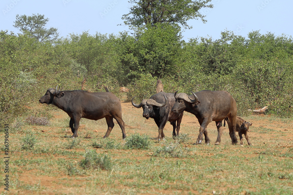 Fototapeta premium Kaffernbüffel / African buffalo / Syncerus caffer.