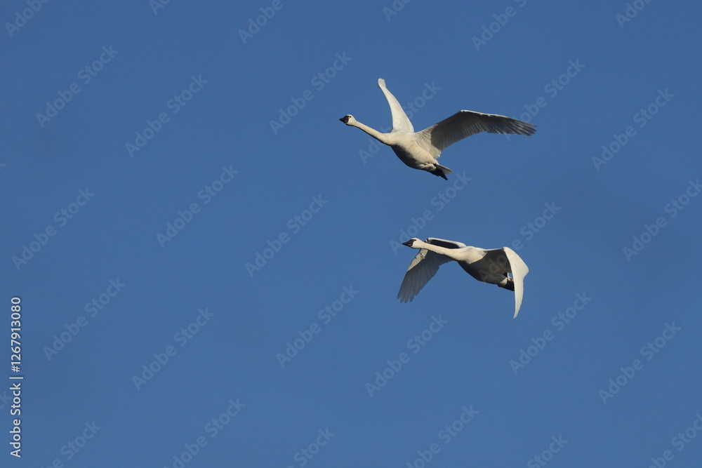 Fototapeta premium Flying tundra swans inflight against deep blue sky. 