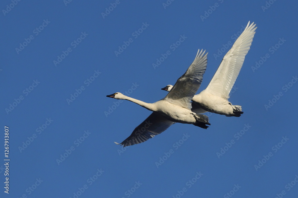 Obraz premium Flying tundra swans against blue sky. 