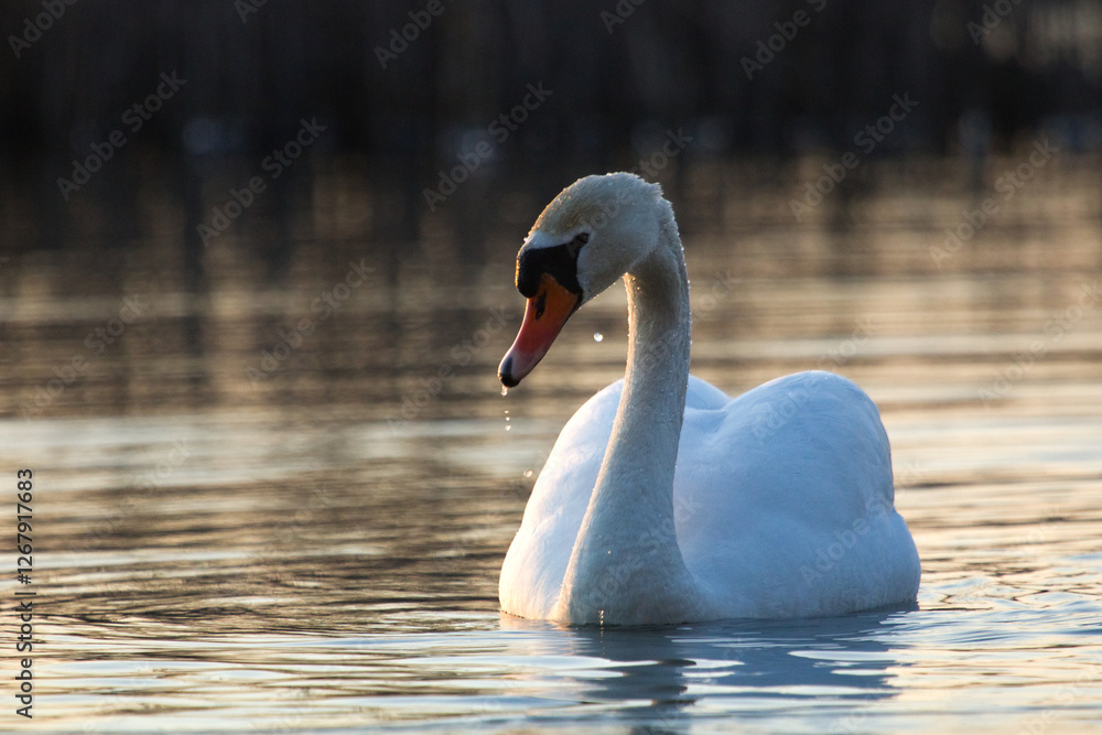 Fototapeta premium Swan, mute Swan. Cygnus olor. Mute swans on a lake, swan wings closeup photos. Wildlife nature closeup.