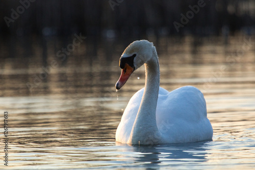 Swan, mute Swan. Cygnus olor. Mute swans on a  lake, swan wings closeup photos. Wildlife nature closeup.