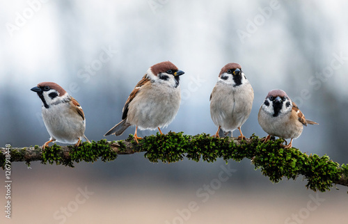 group of funny birds sparrows sitting on a branch covered with moss in the ga...