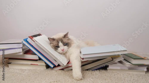 Cute ragdoll cat lyes among  books  on white carpet.