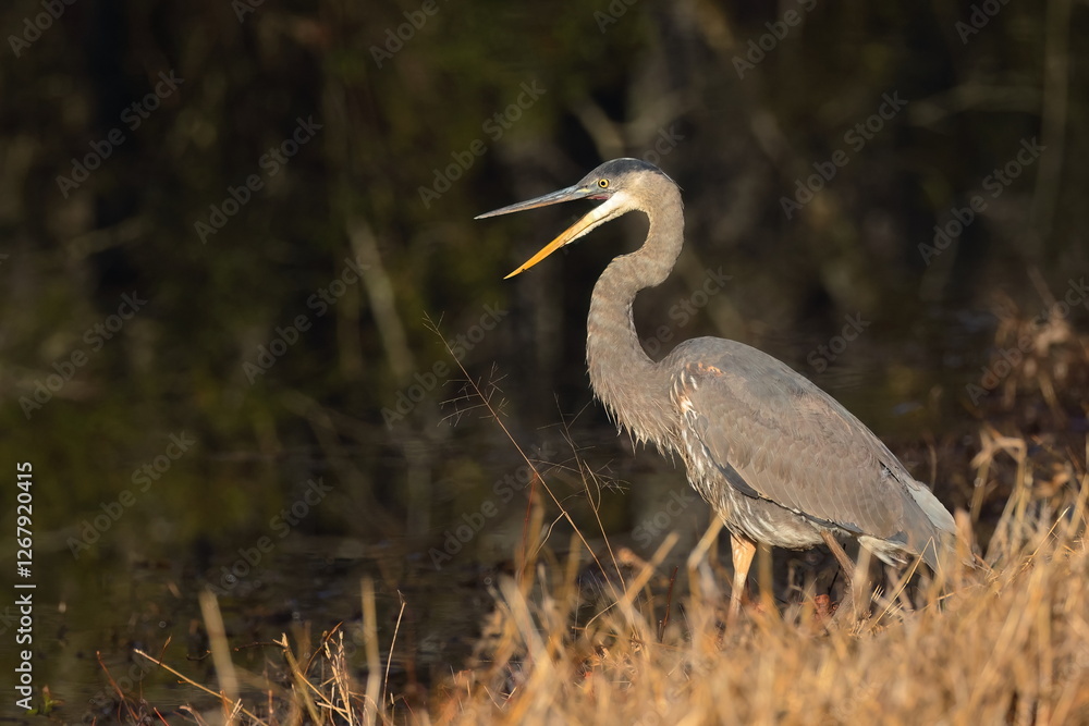 Fototapeta premium Great blue heron in habitat hunting and flying in wetlands. 