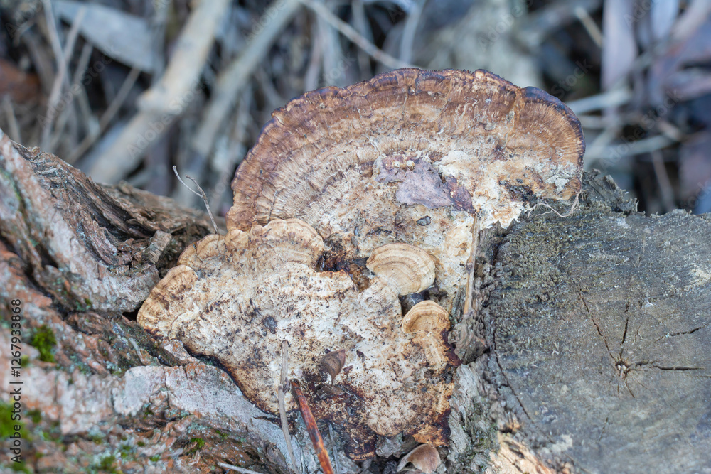 Fototapeta premium A coralline mushroom growing on an old tree trunk in the forest