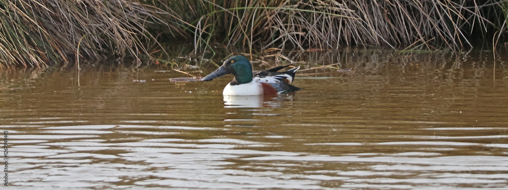 une sarcelle d hiiver