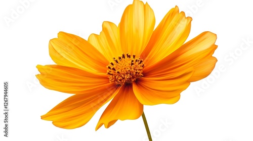 Wallpaper Mural orange flower isolated on white background Torontodigital.ca