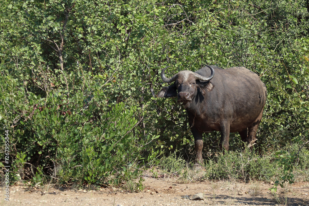 Fototapeta premium Kaffernbüffel / African buffalo / Syncerus caffer