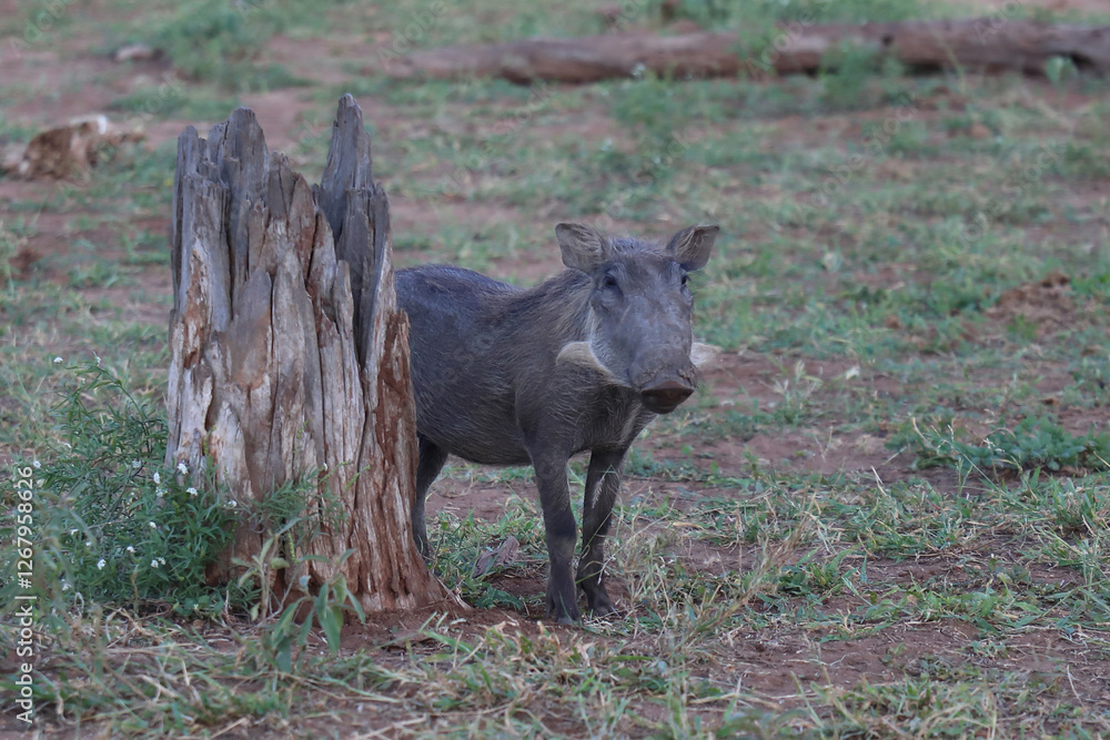 Warzenschwein / Warthog / Phacochoerus africanus Warzenschwein / Warthog / Phacochoerus africanus