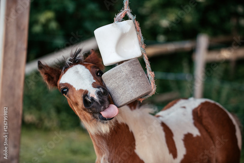 Fohlen mit Salzleckstein