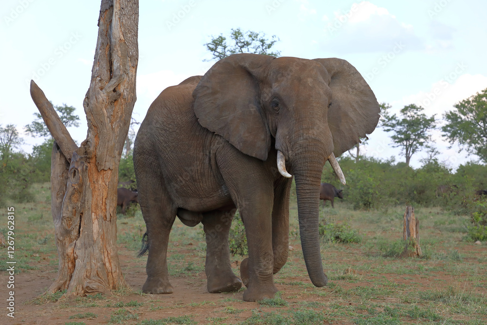 Obraz premium Afrikanischer Elefant / African elephant / Loxodonta africana