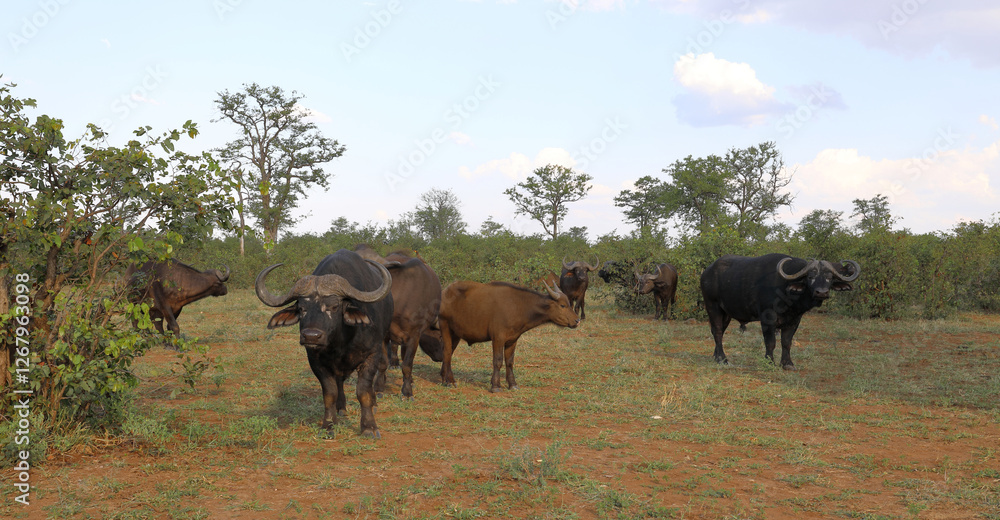 Obraz premium Kaffernbüffel / African buffalo / Syncerus caffer
