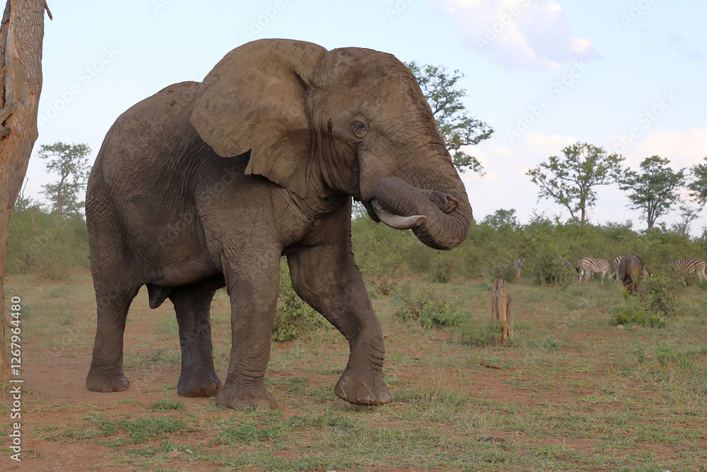 Fototapeta premium Afrikanischer Elefant / African elephant / Loxodonta africana