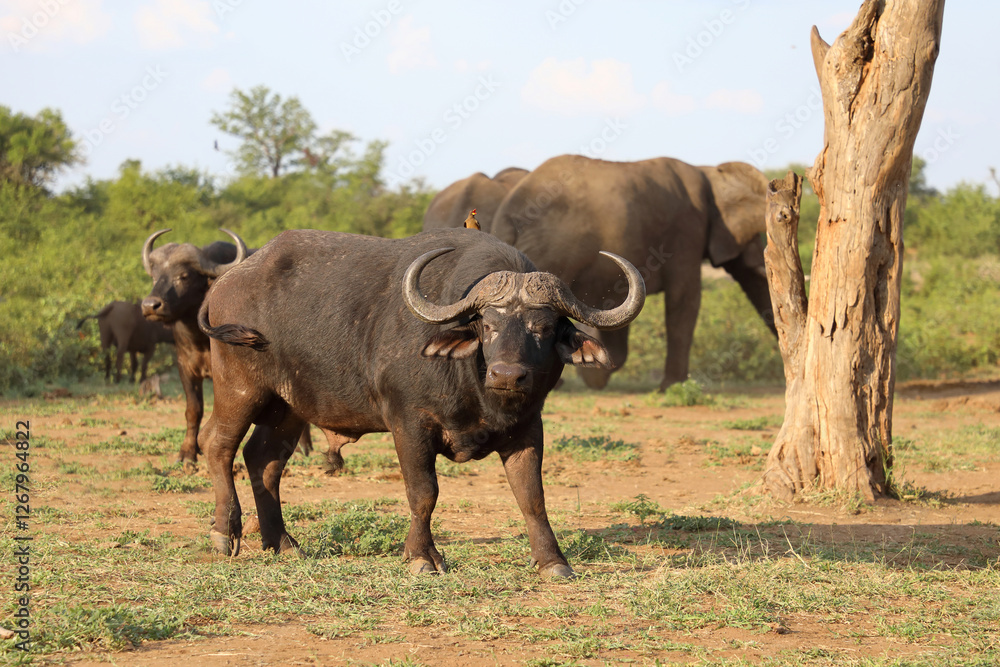 Fototapeta premium Kaffernbüffel / African buffalo / Syncerus caffer