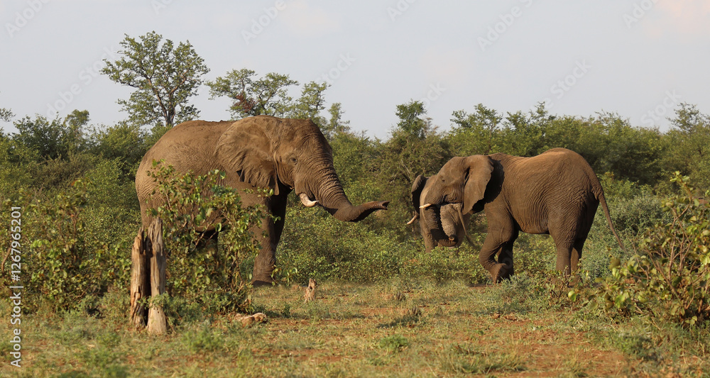 Obraz premium Afrikanischer Elefant / African elephant / Loxodonta africana