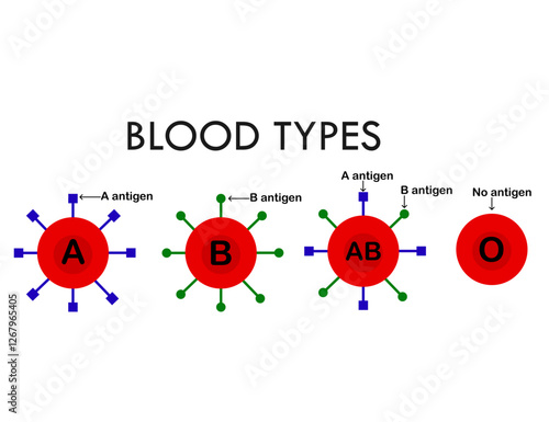 ABO blood group types.Red blood cell.A, B, AB and O chart.Type A and type B antigens.Blood donation.Erythrocyte.Healthcare concept.Diagram biology or medical.Infographic.Vector illustration.