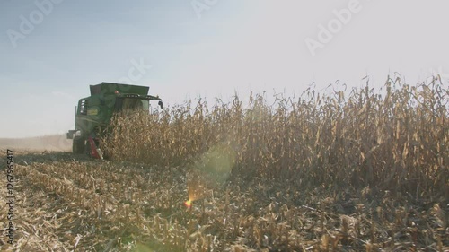 A harvester harvests in a wheat field