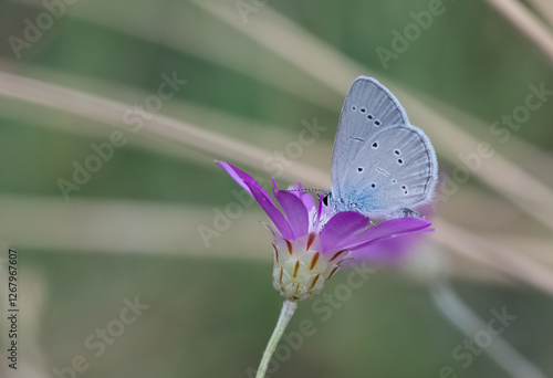 Photography photos of wild animals and butterflies