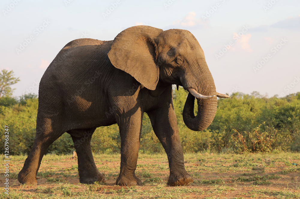 Fototapeta premium Afrikanischer Elefant / African elephant / Loxodonta africana